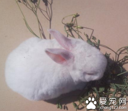 兔子怎么那么能吃 兔子在磨牙