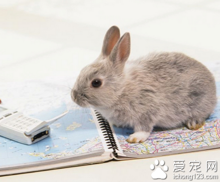 小兔子吃什么食物 无限量的干牧草