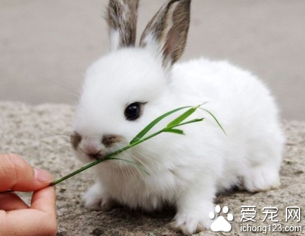 兔子拉稀了吃什么药 不能过多吃蔬果