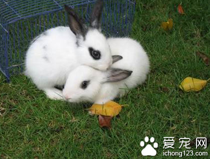 兔子吃树叶 不能单独喂食甘薯藤