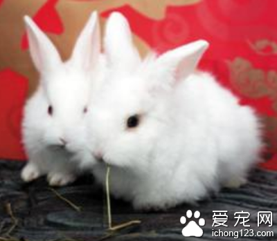 兔子鼻炎吃什么药 首先去改善环境