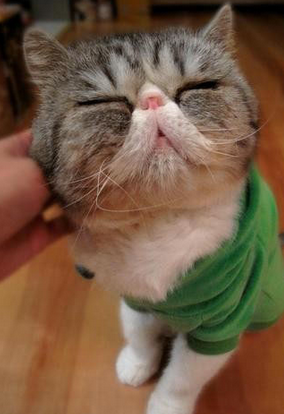 看来它挺享受的    