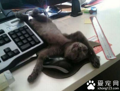 网恋中很纠结的猫咪