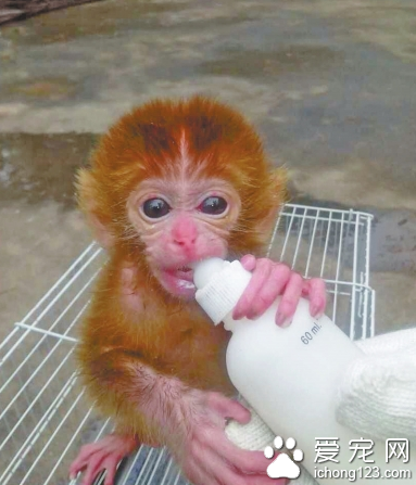 小猕猴落难农田被好心人收留 拒绝出售