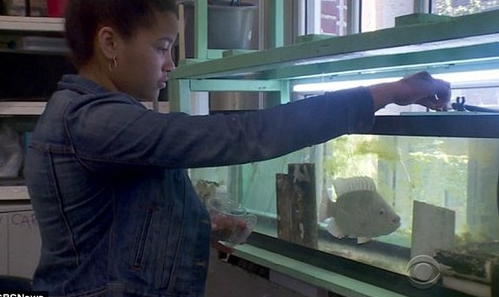 美国中学生面临道德抉择：是该把班级宠物鱼吃掉还是应该放生