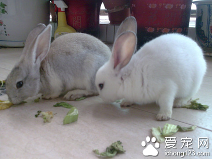 兔子为什么吃纸 制止兔子食入异物