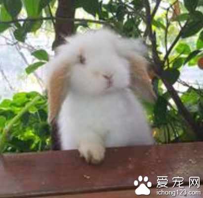 兔子可以吃鸡饲料 最好是喂食兔粮