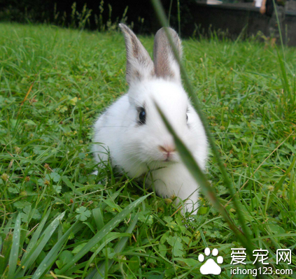 兔子吃车前草 有毒的草不喂