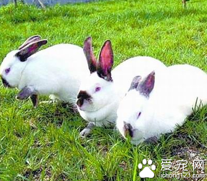 兔子可以吃苹果吗 水果会增加肠道负担