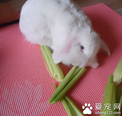 兔子吃玉米吗 吃多了会肠胃不适