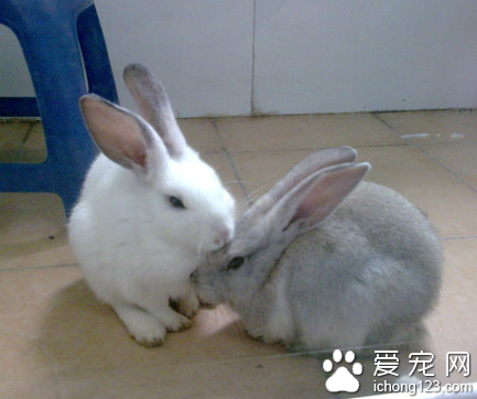 兔子能吃香蕉皮吗 兔子的肠胃很娇弱
