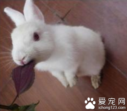 兔子感冒了吃什么药 加强防寒保暖