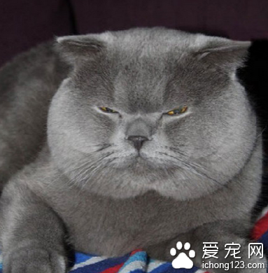 瘦子永远不懂胖子的忧伤