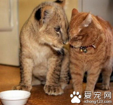 早就说过他们是近亲了