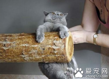 女主人面前不能丢脸，一定要爬上去！