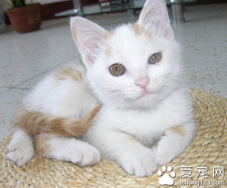 “名贵猫”买回家就生病 买主退款不成竟砸宠物店