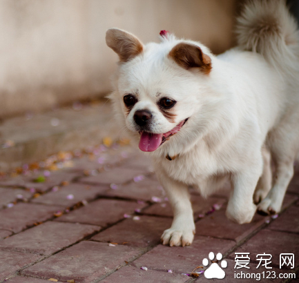 夏天车里温度高 狗狗很容易心率衰竭20分钟就可能毙命