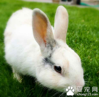 兔子吃胡萝卜 兔兔喜欢多汁类的饲料