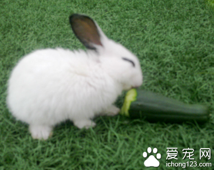 兔子吃香蕉吗 提供无限量的禾科干草