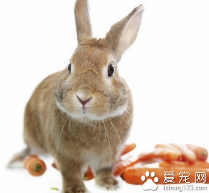 兔子能吃鸡饲料吗 造成兔子肠胃负担