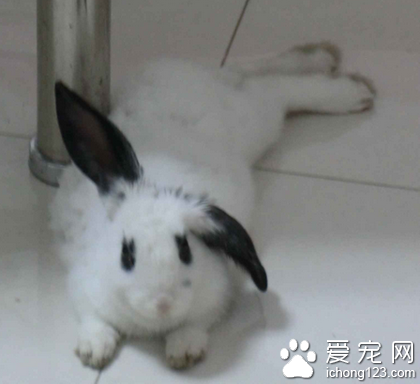 兔子能吃的草 兔粮需定量来喂食