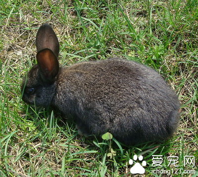 兔子吃米饭吗 忌食高淀粉高蛋白食物