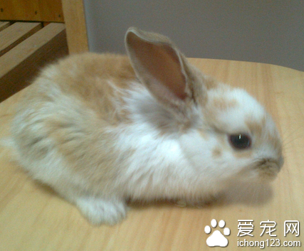 兔子吃自己的便便 让营养物质能消化吸收