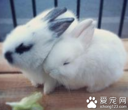 兔子可以吃米吗 尽量避免喂食