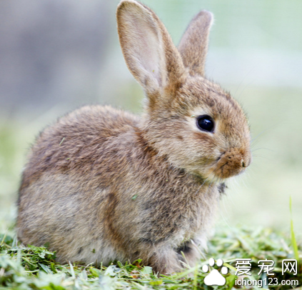 兔子吃馒头吗 易引起疾病胃积食