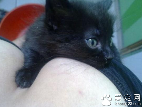 猫猫真是身在在福中不知福啊