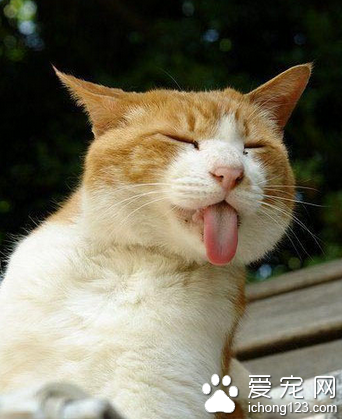 这个猫咪爱耍宝