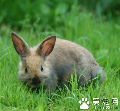 兔子吃胡萝卜吗 不能长期吃胡萝卜