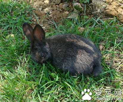 兔子能吃面包吗 面包里含糖量太高