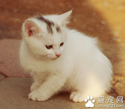 不法分子设“猫狗骗局”专坑爱宠人士 