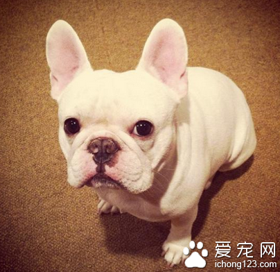 人兽性交！英男子与女友宠物狗性交 被告发被判入狱两年