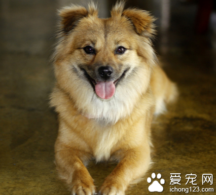 宠物店迎来"剪发潮" 各种宠物用品受到关注