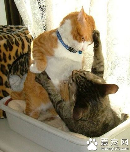 居然敢抓老娘的头发