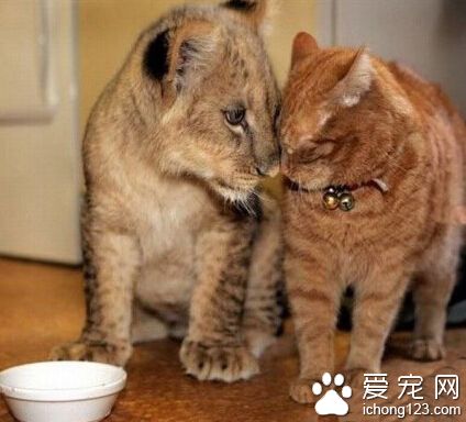 早就说过他们是近亲了