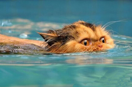 猫了个咪的，叫劳资游泳，劳资就游给你看