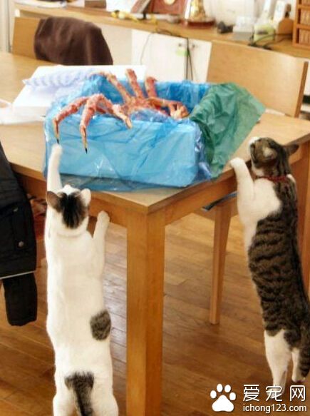 啥好吃的，我够不着啊