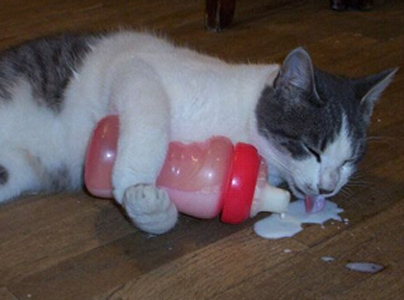 聪明的咪咪这样偷喝奶