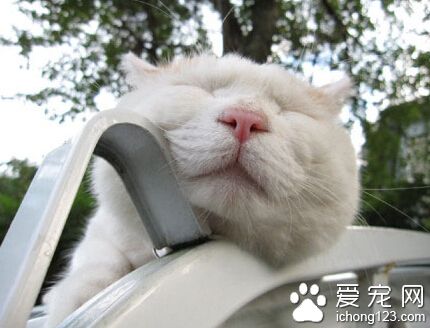 给我一个支点，我就能趴着睡