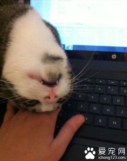 主人，不要老是上网，也陪陪我嘛