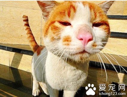 看什么看，没见过这么帅得猫啊