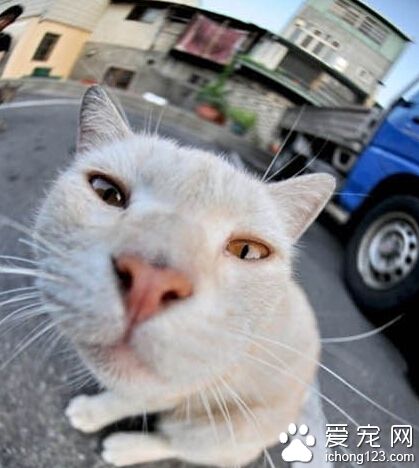 猫儿的卖萌图