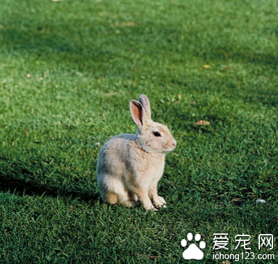 兔子可以吃面包吗 少量还是可以的