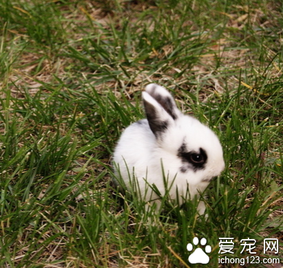 兔子吃鸡腿 兔子肠胃不能消化肉类