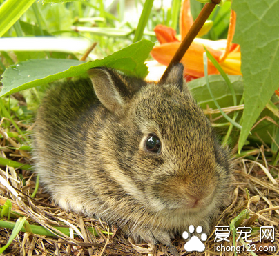 兔子拉稀了怎么办 多数因为饮食造成的