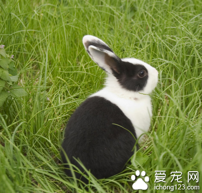 小兔子拉稀怎么办 不喂霉变腐败饲草