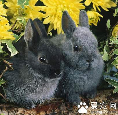 兔子能不能吃香蕉 根据兔兔的肠胃来定